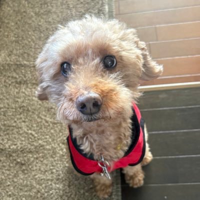 aya_sofviaka's profile picture. ソフビにハマり中🤭🩵まだまだ素人ソフビ好きな為、勉強中✍🏻✨ ソフビ好きの人と繋がれたら嬉しいです✨ソフビ垢として開設しました😎🩵