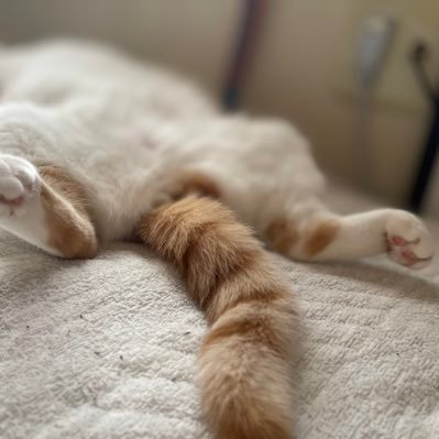 71p7p's profile picture. 藤井風サン推し🫶🏻ニャンズ好き歓迎😽マンチカン女の子モモ💖BUMP King Gnu バウくん🎧 コレコレさん超メンシプ🐈‍⬛猫さんメンシプ🐾🐾