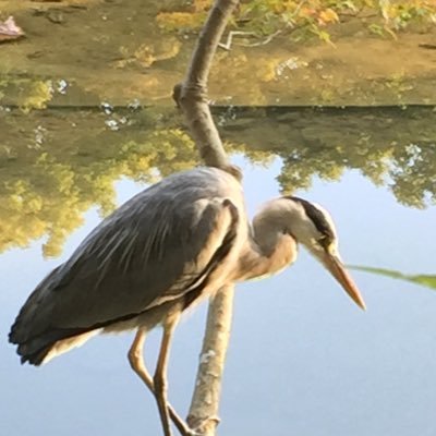 cororon_3's profile picture. 