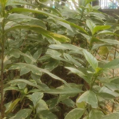 VIJAYBANAKAR's profile picture. virat kanthara bahubali