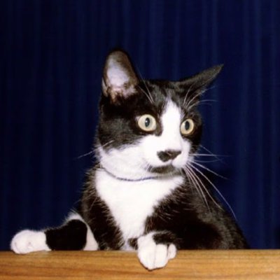 CokeLivesMatter's profile picture. Pro-Good
Anti-Bad

#2 on the FBIs Most Annoying list

I failed my English classes so I didn't get pronouns

https://t.co/L4oyPtpJPi
My burner blackberry^