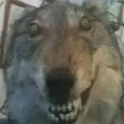 Limão Azedo Cabrunco da Silva Profile