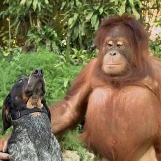 AMAZlNGONATURE's profile picture. Animal 🐿️ Nature 🦋 Discovery 🦖