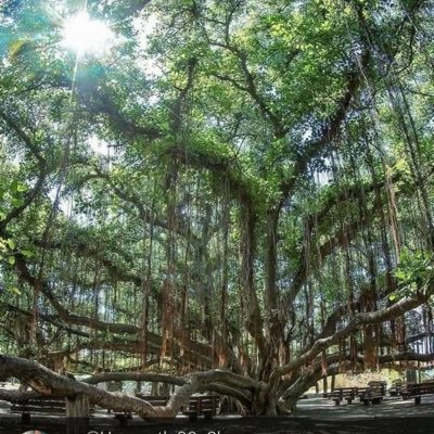 LuchaporMx's profile picture. Lucha.