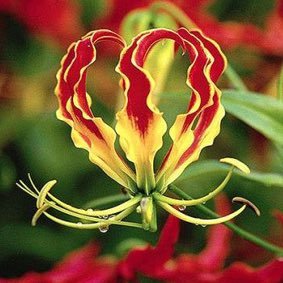 xcsamixvi's profile picture. Nobody’s free until everybody’s free | Eelam Tamil liberation #JusticeForTamilGenocide #FreePalestine #KeepEyesOnSudan #CongoIsBleeding