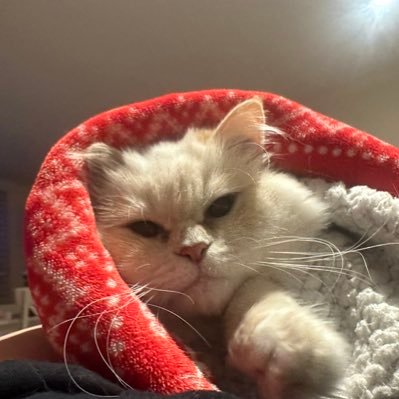 hgtoshitshow's profile picture. güç bela düştüğün iki kuple rahat anında kapa gözlerini yarın bakarız