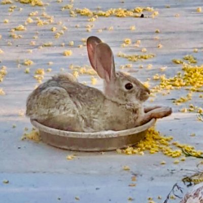 sarahelizab370's profile picture. Wildlife conservation. 🦭 Baseball fan. ⚾️ Houston vs. all y'all. @astros and @Dbacks baseball.  Job 12:7-10. 🌼🐴🌵