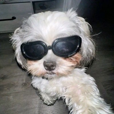 Toeyqu's profile picture. williamjkp🍅 | juniormark💫 | lykn🐺 | williamest🎸🦈