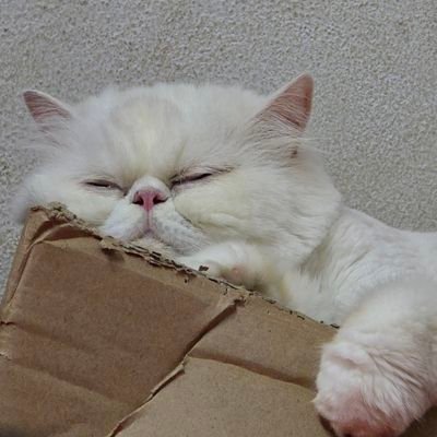 n0ey23's profile picture. æspa