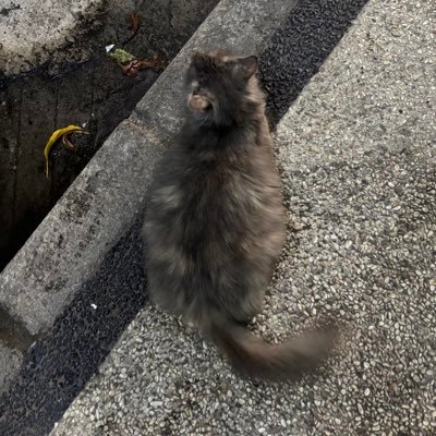 therainlova's profile picture. akun unair 25🌬️