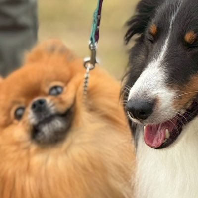 savoia159's profile picture. 適度な社畜。バイクとアニメと競走馬が好き♪SoundHorizonとAlfaRomeoと犬猫も好き♬ 🐕キラ🎂'23/5/18🐈ロッシ🎂'24/4/6。🚗🐍🏍️🎵🏍️🍊🚲🇮🇹