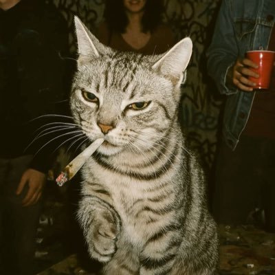 HaydarAlicat's profile picture. 