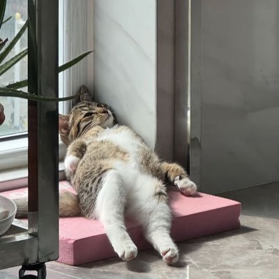 AMeerahong31051's profile picture. 