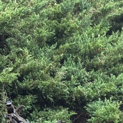 okanemann1gou's profile picture. 収益ください 収益でハイローラーを朝昼晩食べたい