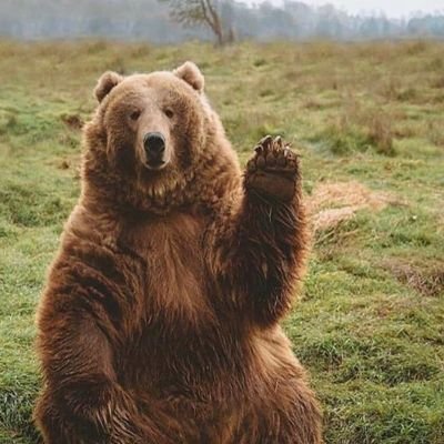 BigBearBuffoon's profile picture. keep on , keeping on , keep the faith ✊🏻
Enjoy a game of arrows and a beer 🎯🍺