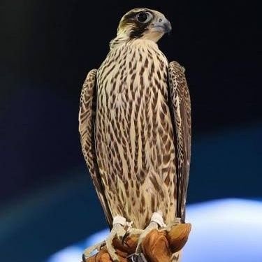 N_ZCYS's profile picture. عش لحظاتك بين الشكر والإستغفار ، فإن أنفاسنا لا تخلو من النعم وحياتنا لا تخلو من الذنوب