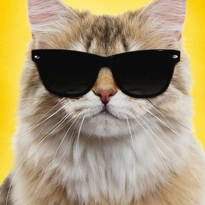 SHA1kurr's profile picture. Hacker | Hacktivist | blogger | Geo politic | writer | Historian | Polyglot | politics commentator