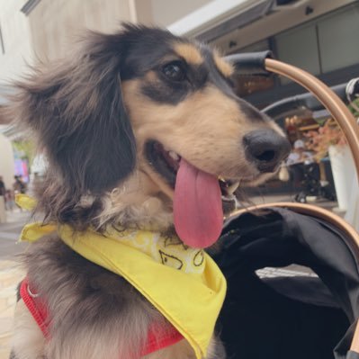 hnkten's profile picture. てん♂2024.12.31誕生 ミニチュアダックスのはずがもりもり育ってスタンダードサイズになりました。　無言フォロー失敬ー！