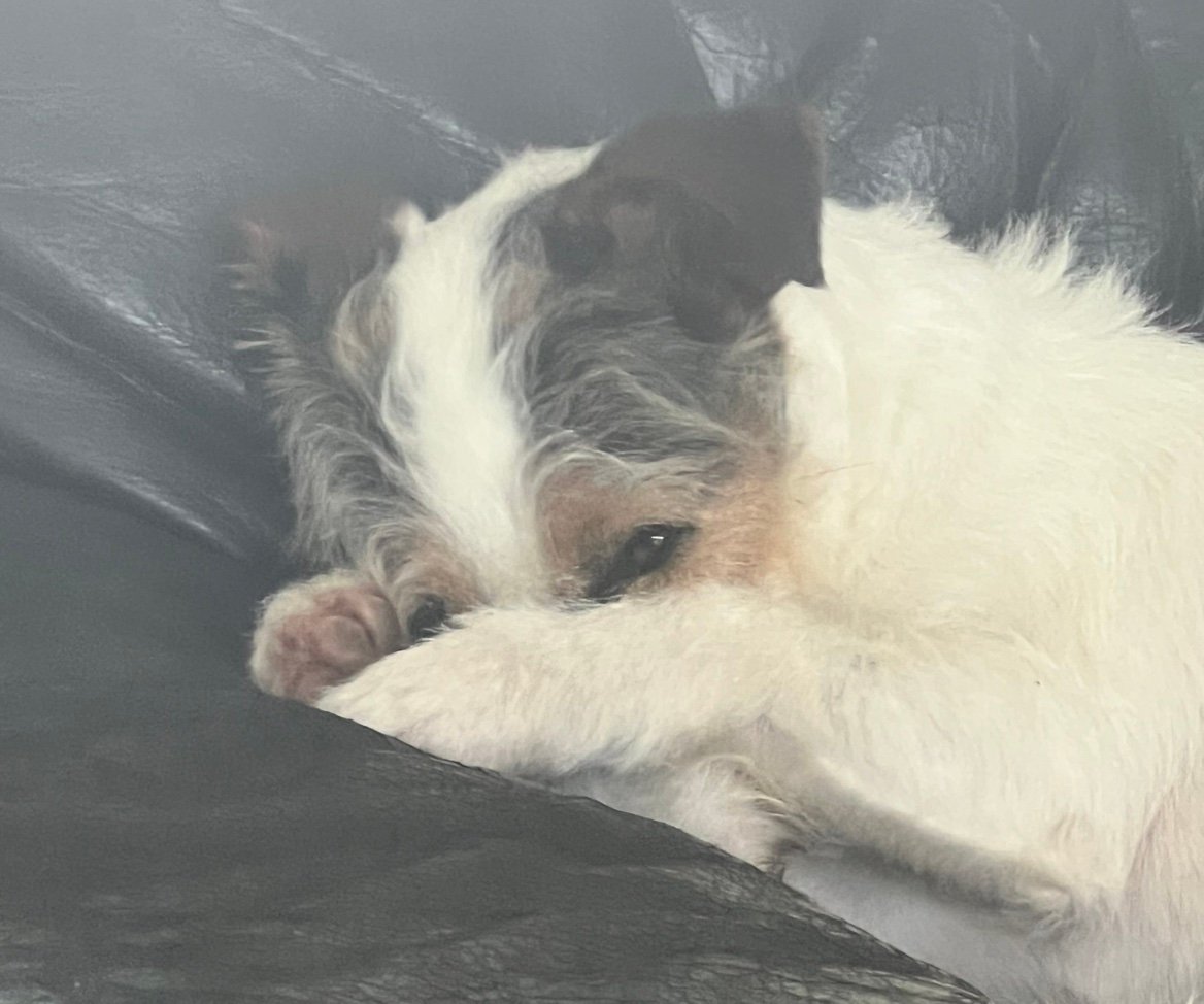 madmike888X's profile picture. 