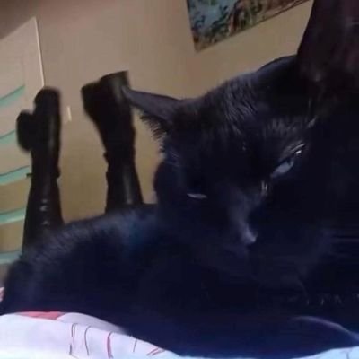 liliut56146's profile picture. (age 18) she/ Fan of good omens and helluva boss (both things) Normal account (please no minors)