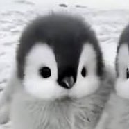 kureadayooo's profile picture. T @dddDa_Cha 🐧@rukafn0😽@kaixyfnbr