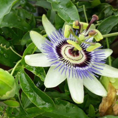 karin_uy's profile picture. Librana reflexiva, descubriéndome liberal
Aspirante a fotógrafa ;-)
Nacional #126años #167Titulos
"Cuando las cosas se quieren hacer, se encuentra el camino" LP