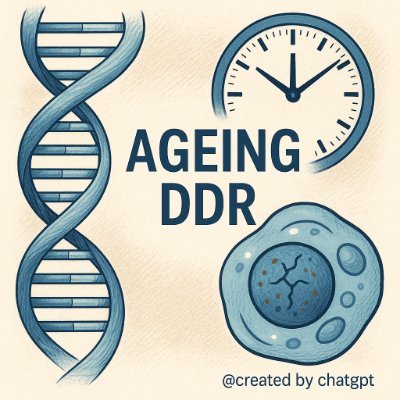 Age_Ddr_Papers's profile picture. @Kirankumar97051 Two-part bot inspired by projects like Scitify: recent biology-relevant papers Aging, DDR, DNA damage, Senescence, Telomeres.