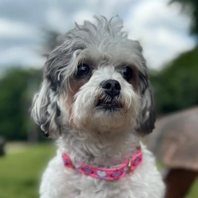 kolaniee's profile picture. 