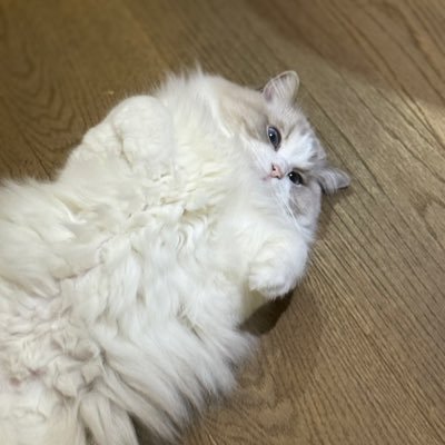 peachiyyu's profile picture. life update💫