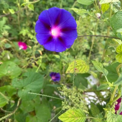 yuanlovexia's profile picture. 