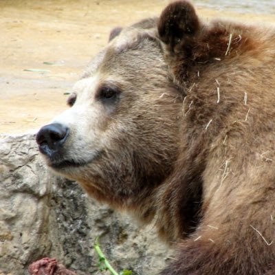 IC_XC__'s profile picture. 