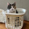 FM_calico's profile picture. 三毛猫F美（9歳）の日々や飼い主の日々をお伝えします。ﾌｫﾛﾊﾞ要求はご遠慮ください。（画像無断転載、加工、使用は×）
