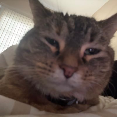 alyssa_fjs's profile picture. wife | cat mom | 🇵🇭 | Midwest girly