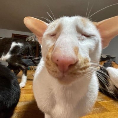 wonawonagae's profile picture. 