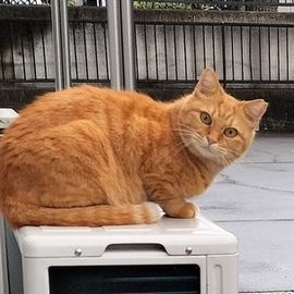 specr1399's profile picture. 大井直幸のゼロワンチャンネル(https://t.co/b1K6TNnftp)
でモデレーターしてるでーひーです🤖
大井直幸プロ(@zero1pool)の試合の情報と2022/11/７に出会ったネコ太ちゃん（茶トラ♀）との日常も少し🐈
＃ビリヤード #茶トラ ＃猫 #ネコ太ちゃん