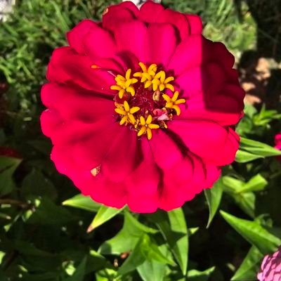 sakurapeony13's profile picture. Democrat, 🗳, INTP, Illini ❤️ & WSU 🌾 alum, STLCards Nation, #IL15, ⛸️🏈🏀⚽️🎶🌸🐶 fan, 🇵🇱🇮🇪🇬🇧🏴󠁧󠁢󠁳󠁣󠁴󠁿 🇺🇲