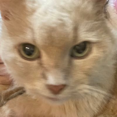 billocat123's profile picture. furry