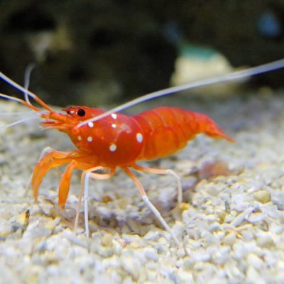 targeted_xd's profile picture. Please be pantient with me, I'm a slow artist。゜゜(´Ｏ`) ゜゜。
banner from: @KarinHosono