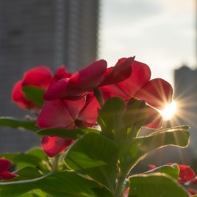 hinata_stray's profile picture. 写真垢です。Nikon Z5iiで主に風景を撮っています。特に夕景が大好き。たまに植物や動物なども。