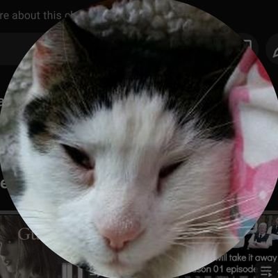 folklore_mads's profile picture. Independent Tory voice | History, politics & pro-growth economics | Anglican, feminist & unapologetically nerdy Swiftie 🐈🇬🇧🏴󠁧󠁢󠁳󠁣󠁴󠁿🇭🇲