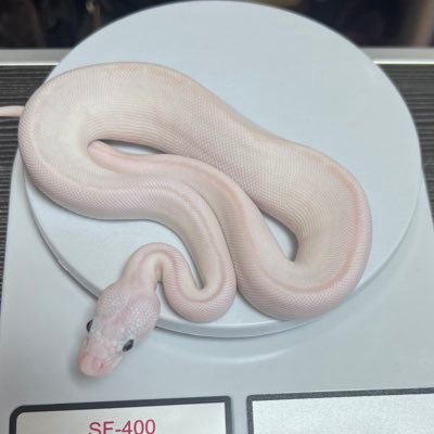 udon_reptiles's profile picture. 初めまして。