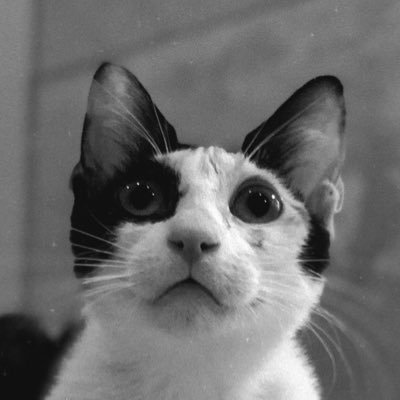 electomind's profile picture. hayat böyle geçer işte 🤍✨ ∞ LFZ. I read, i rescue cats🩷🐈🐈‍⬛ هذا الحساب صدقةٌ جارية لي ولكم @faydkw