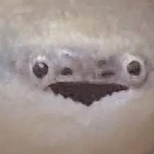 blorbenz's profile picture. crazy person that likes FISH

He/him
I'm the sacabambaspis guy