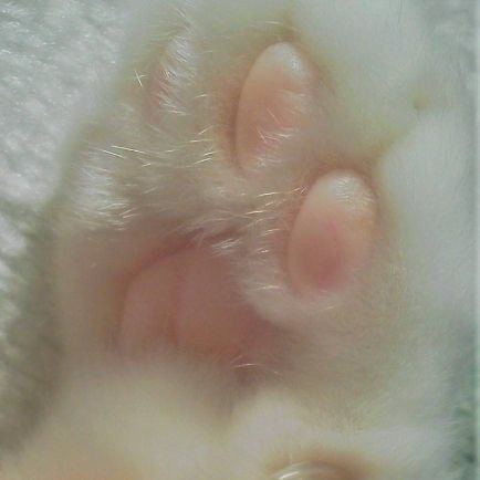 cocoro_sakuhin's profile picture. 写真家。写真と言葉とコーヒーが好き☕︎

2026年11月11日(水)～11月17日(日) 大阪南船場にあるギャラリー・アビィさんにて個展をやります。猫と同居中😺