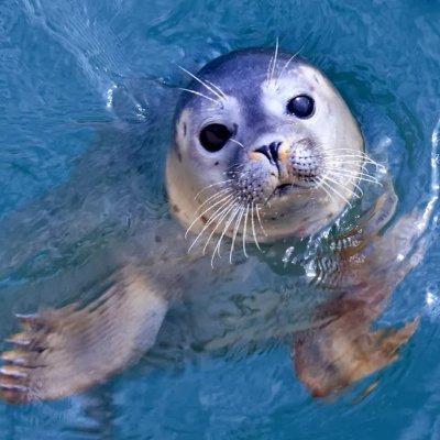 aiaseal's profile picture. new acc :) artist