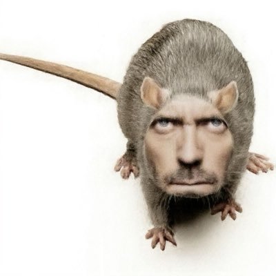 wawaweewa_888's profile picture. autism, pokemon, hockey, bpd, horror movies, cats, transgender, bisexual, noel miller, thrifting, music (said with an all-encompassing tone), sober 🩵