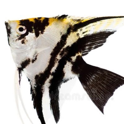 44angelfish4's profile picture. 