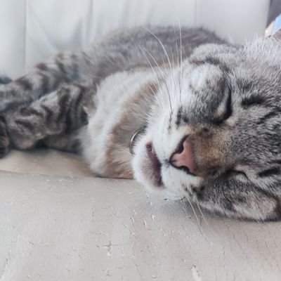 Jorgemdz125's profile picture. brawl stars

@jorgemdzzpriv