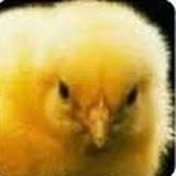 hayruyasibatsin's profile picture. 