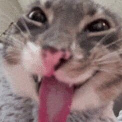 kucingkayang_'s profile picture. Stay on your track | Heavy retweeter